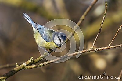 Bluetit Parus caeruleus Stock Photo