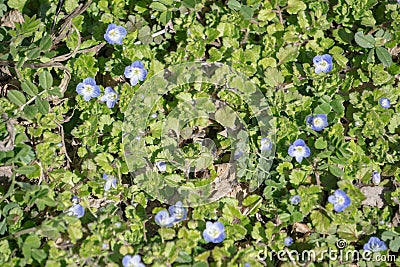 Bluets, Houstonia caerulus Stock Photo