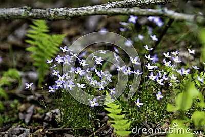 Bluets - Quaker Ladies in the forest Stock Photo