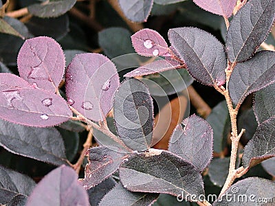 Blueviolet leaves with raindrops Stock Photo