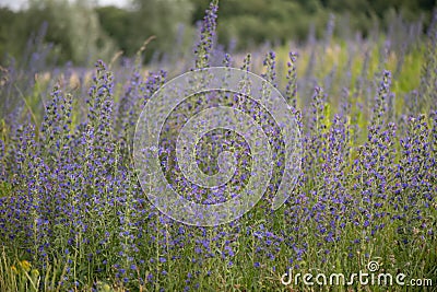 Viper`s bugloss, Echium vulgare, purple-blue flowering spikes natural habitat Stock Photo
