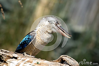 Bluewinged kookabra sitting on a log portrait Stock Photo