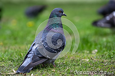 bluish-gray city pigeon sits on the green grass in a park on a blurred background Stock Photo