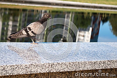 The bluish gray city pigeon walking on the speckled gray marble parapet Stock Photo