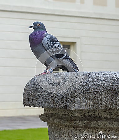 Bluish gray racing pigeon with dark spots resting on the ancient fountain. Stock Photo