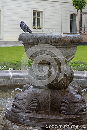 Bluish gray racing pigeon with dark spots resting on the ancient fountain. Stock Photo