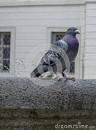 Bluish gray racing pigeon with dark spots resting on the ancient fountain. Stock Photo