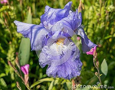 A bluish - violet colored wet iris Florentine flower close up Stock Photo