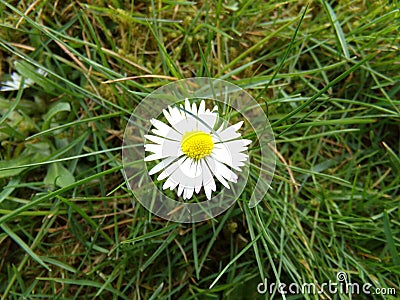 Daisy in grass / GÃ¤nseblÃ¼mchen im Gras Stock Photo