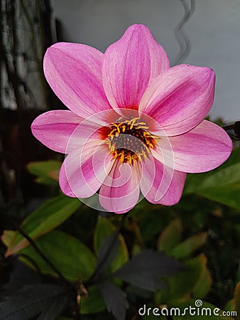 Blume Flower Stock Photo