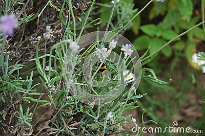 Blumen-Hummel. Stock Photo