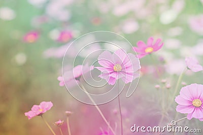 ,blur flowers for background,Cosmos flowers background in vintage style Stock Photo