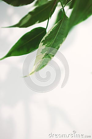 Blur leaves on white wall. Creative vertical wallpaper with lush green foliage. Abstract vertical backdrop Stock Photo