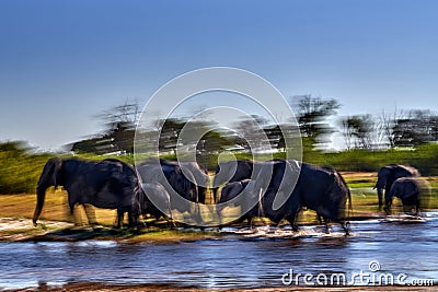 Blur move nature art, lephant river crossing. Khwai river with elephant herd. Wildlife scene from nature. A herd of African Stock Photo