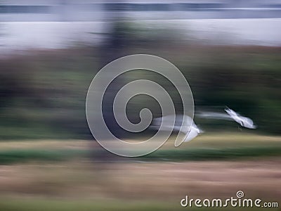 Blur of Movement of White Bird Stock Photo