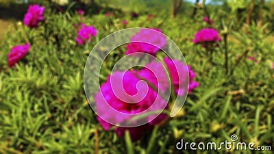 Blur photo of flowers and grass. Suitable for background and typography Stock Photo