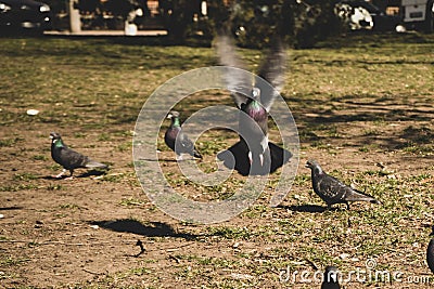 Blur picture of flock pigeons , one of them taking off Stock Photo