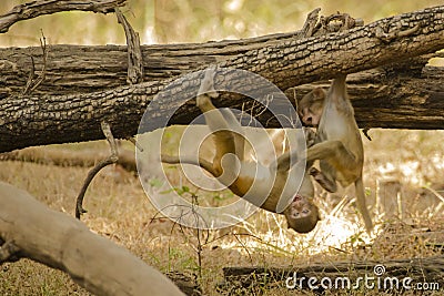 A Blur of Playing Wild Baby Rhesus Macaques Stock Photo