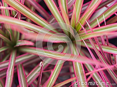 Blur of Rainbow Tree Stock Photo