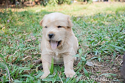 Blur, Selective focus. Smiling puppy brown Dog on the green grass outdoors. Soft focus Stock Photo