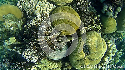 Blur semicolor Coral reef in Red Sea Stock Photo