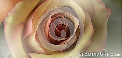 Blur soft focus yellow pastel color Rose bud. Flower bouquet background Stock Photo