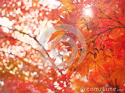 Blur and soft natural autumn leave Stock Photo