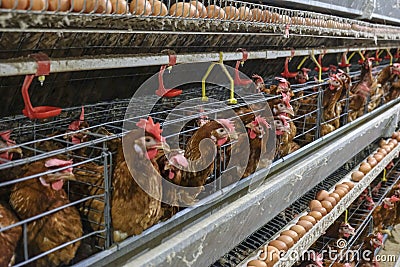 Multilevel production line conveyor production line of chicken eggs of a poultry farm Stock Photo