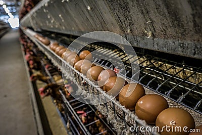 Multilevel production line conveyor production line of chicken eggs of a poultry farm Stock Photo