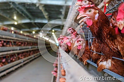 Multilevel production line conveyor production line of chicken eggs of a poultry farm Stock Photo