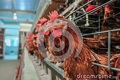 Multilevel production line conveyor production line of chicken eggs of a poultry farm Stock Photo