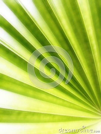 Full frame shot of green palm leaf. Blurred tropical green palm leaf, palm leaf texture as natural backgroundâ€‹. Stock Photo