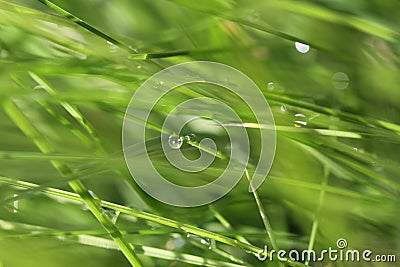 Blured Background of Grass Stock Photo
