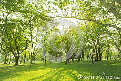 Blured photo Green trees and gardens Beautiful light in the morning Stock Photo