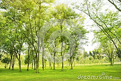 Blured photo Green trees and gardens Beautiful light in the morning Stock Photo