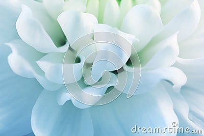 Blured white petals of chrysanthemum close-up Stock Photo