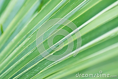 Blurred Abstract Botanical Background Palm Tree Striped Leaf with Geometrical Pattern. Natural Soft Greenery Color. Background Stock Photo