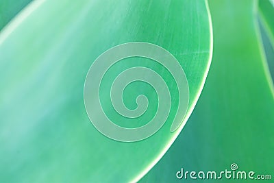 Blurred Abstract Botanical Nature Background. Elegant Large Light Green Palm Leaf. Natural Soft Greenery Color. Background Stock Photo
