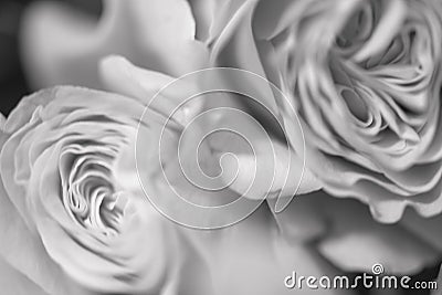 Blurred abstract floral background whis Beautiful delicate roses flowers close up picture. Macro shot, defocused photo Stock Photo