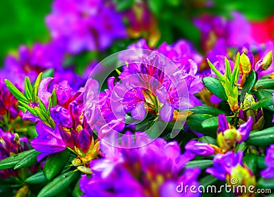 Blurred abstract nature background. Soft flowers texture. Vague purple colors, abstract nature texture. Rhododendron Mucronulatum Stock Photo