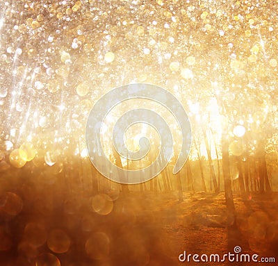 Blurred abstract photo of light burst among trees. Stock Photo