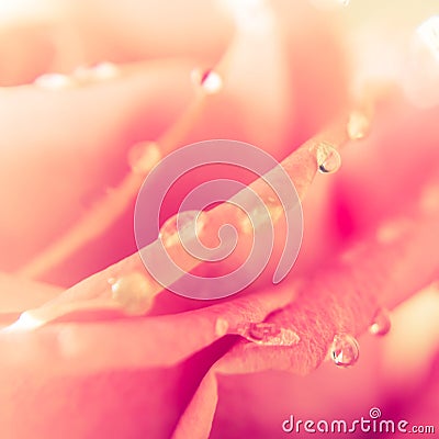 Blurred abstract roses clouse up floral backgraund Stock Photo