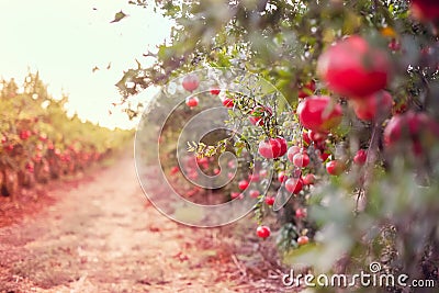 Blurred alley in the garden with ripe pomegranate fruits hanging on a tree branches. Harvest concept. Sunset light. soft selective Stock Photo