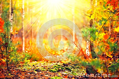 Blurred autumn sunny forest Stock Photo