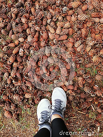 blurred background for the background, feet in sneakers pine cones, carpet of cones in the forest, autumn forest. pinecones feet Stock Photo