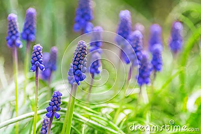 Blurred background blue wildflowers bokeh Stock Photo