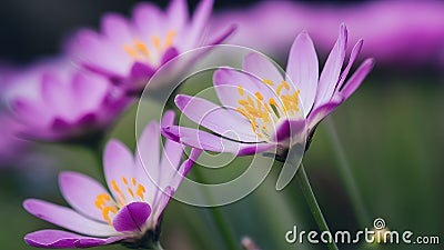 Blurred background with full focus on purple flowers, yellow anthers Stock Photo