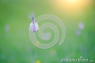 Blurred background of green grass and plantain flower Stock Photo