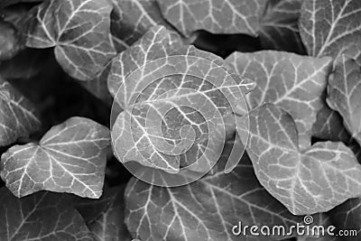 Blurred background, out of focus, black and white photo, texture of young leaves of a bush or flowers Stock Photo