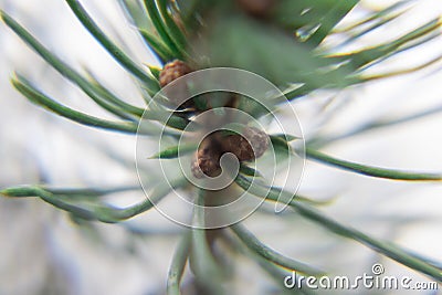 Blurred background of real christmas needles.Christmas real spruce leaves macro closeup detail. Selective focus Stock Photo